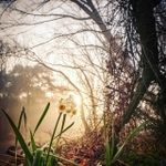 ｃｈｉｇｕｓａ．６６ｔｅｎさんの「霧の中に咲く」２０２２年３月３日、加西市、周遍寺） 