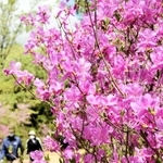 見頃を迎えたコバノミツバツツジ＝県立三木山森林公園