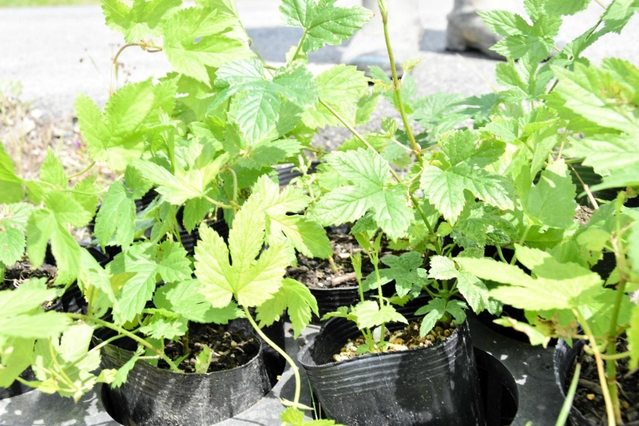 農地に植えられる自家製ホップの苗＝三木市志染町戸田