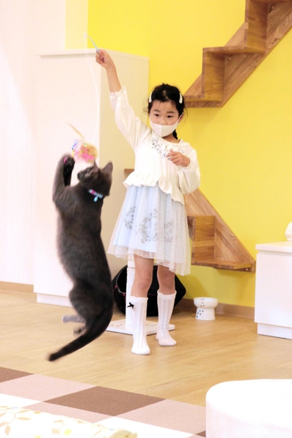 猫とふれあい 正しい飼い方学ぼう 兵庫県動物愛護センター三木支所に 啓発棟 オープン 三木 神戸新聞next 猫とふれあい 正しい飼い方学ぼう 兵庫県動物愛護センター三木支所に 啓発棟 オープン 三木 神戸新聞next