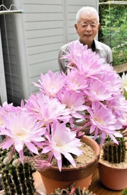 鮮やかなピンク色の花を付けたサボテン＝三木市自由が丘本町１