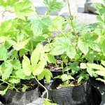 農地に植えられる自家製ホップの苗＝三木市志染町戸田