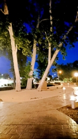 ５０周年事業で米バイセリア市に誕生した「三木市公園」（市国際交流協会提供）