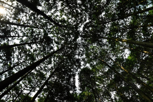 木々の間から空がのぞく＝多可町八千代区俵田
