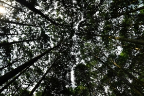 木々の間から空がのぞく＝多可町八千代区俵田