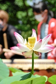 大輪の花を咲かせたハス＝善祥寺