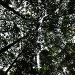木々の間から空がのぞく＝多可町八千代区俵田