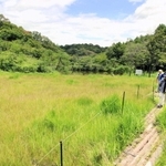 広大な湿原が整備され、希少な動植物がすむ＝加西市網引町