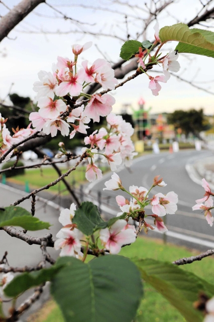 季節外れの花を咲かせている桜＝三木山総合公園