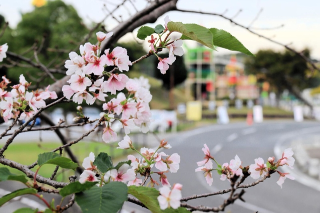 季節外れの花を咲かせている桜＝三木山総合公園