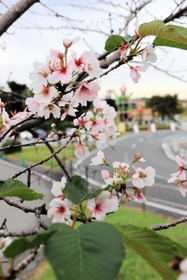季節外れの花を咲かせている桜＝三木山総合公園