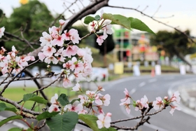 季節外れの花を咲かせている桜＝三木山総合公園