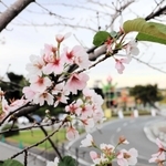 季節外れの花を咲かせている桜＝三木山総合公園