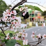 季節外れの花を咲かせている桜＝三木山総合公園