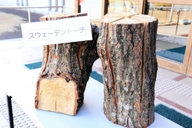 園内の木を使ったスウェーデントーチ＝三木ホースランドパーク・エオの森研修センター