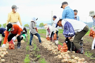 別所産タマネギの収穫体験をする参加者＝三木市別所町花尻１