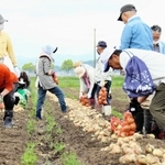 別所産タマネギの収穫体験をする参加者＝三木市別所町花尻１