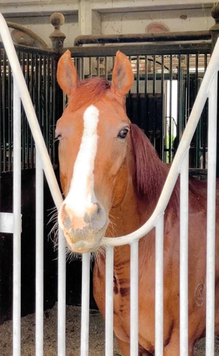 厩舎でくつろぐ馬の姿を見ることもできる＝三木ホースランドパーク