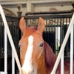 厩舎でくつろぐ馬の姿を見ることもできる＝三木ホースランドパーク