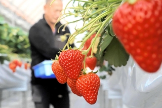 次々と真っ赤な実を付けるイチゴ＝三木市別所町西這田