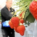 次々と真っ赤な実を付けるイチゴ＝三木市別所町西這田