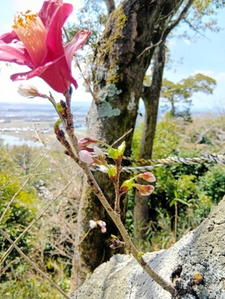 ソメイヨシノの枝からツバキが開花しているように見える＝神戸市西区神出町（読者提供）
