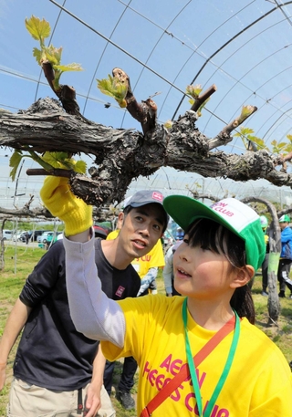 ブドウの新芽を間引きする「芽かき」に挑戦する子どもたち＝三木市口吉川町里脇、チアーズ農園