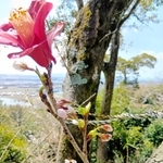 ソメイヨシノの枝からツバキが開花しているように見える＝神戸市西区神出町（読者提供）