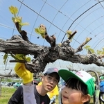 ブドウの新芽を間引きする「芽かき」に挑戦する子どもたち＝三木市口吉川町里脇、チアーズ農園