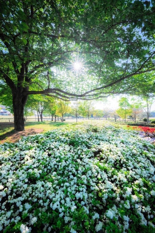ａｒａ＿ｋｙａｎさんの「木漏れ日と白ツツジ」＝４月２９日、ひまわりの丘公園