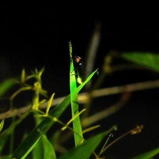 ｈａｓｓｙ＿ｈ＿ｎさんの「ルシフェラーゼの誘惑」＝５月１７日、加西市