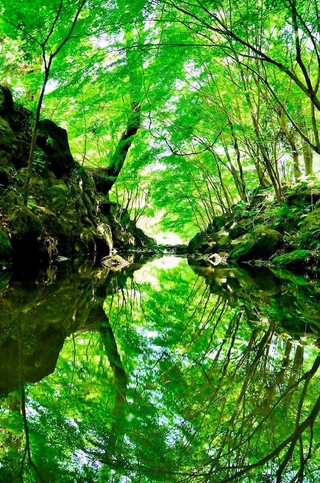 ｔｏｒｉｊｉｎ＿ｄ７０００さんの「青葉と青葉のその向こう」＝５月３日、三木市、伽耶院