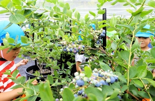 食べごろを迎えたブルーベリーを摘み取る子どもたち＝三木市細川町中里