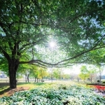 ａｒａ＿ｋｙａｎさんの「木漏れ日と白ツツジ」＝４月２９日、ひまわりの丘公園