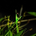 ｈａｓｓｙ＿ｈ＿ｎさんの「ルシフェラーゼの誘惑」＝５月１７日、加西市