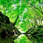 ｔｏｒｉｊｉｎ＿ｄ７０００さんの「青葉と青葉のその向こう」＝５月３日、三木市、伽耶院