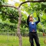 ブドウ園に入ってわき芽やツルを刈り取る勝間恒平さん＝三木市平井