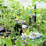 食べごろを迎えたブルーベリーを摘み取る子どもたち＝三木市細川町中里