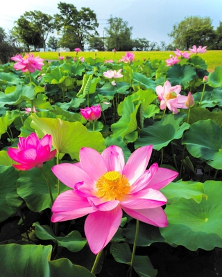 ｔａｉｓｙｏ６０さんの「夏の訪れ」＝７月５日、加東市、平池公園
