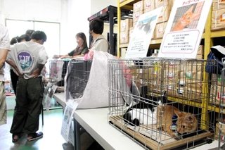 譲渡会で新しい飼い主との出合いを待つ猫たち＝三木市福井