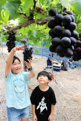 大きく実った「紫玉」を摘み取る子どもたち＝平井山観光ぶどう園