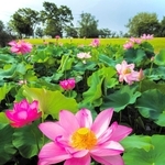 ｔａｉｓｙｏ６０さんの「夏の訪れ」＝７月５日、加東市、平池公園