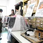 譲渡会で新しい飼い主との出合いを待つ猫たち＝三木市福井
