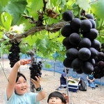 大きく実った「紫玉」を摘み取る子どもたち＝平井山観光ぶどう園