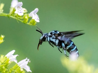 ｈ＿ｆｕｎａｉさんの「幸せの青い蜂ルリモンハナバチ」＝８月１４日、三木市
