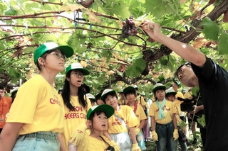 猛暑などの影響で収穫が終わってしまった藤稔の木を見上げる子どもたち＝三木市口吉川町里脇