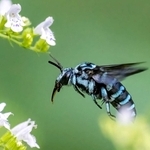 ｈ＿ｆｕｎａｉさんの「幸せの青い蜂ルリモンハナバチ」＝８月１４日、三木市