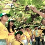 猛暑などの影響で収穫が終わってしまった藤稔の木を見上げる子どもたち＝三木市口吉川町里脇