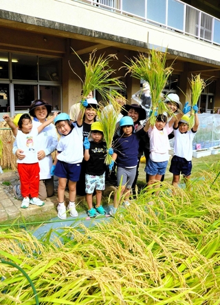 園庭で実った稲穂を手に「次はひこばえを育てるぞ」と笑顔の園児たち＝三樹幼稚園