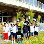 園庭で実った稲穂を手に「次はひこばえを育てるぞ」と笑顔の園児たち＝三樹幼稚園